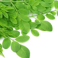 Masakan Daun Kelor, Booster ASI Alami